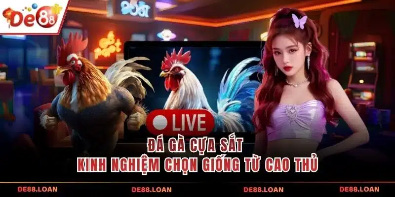 Đá gà cựa sắt